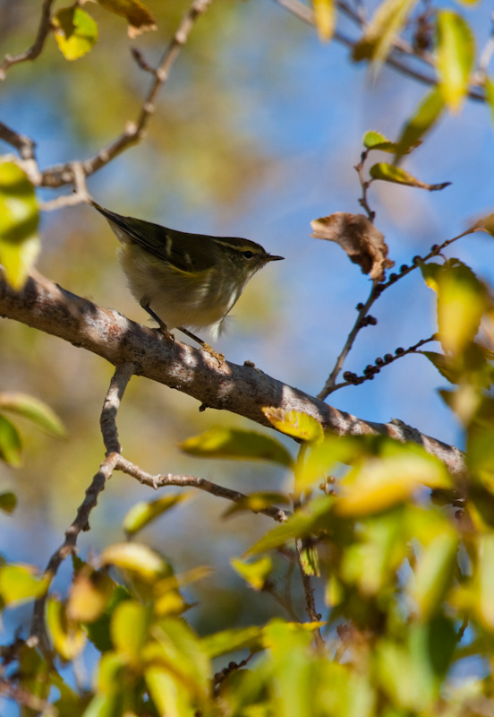 Pallas Warbler